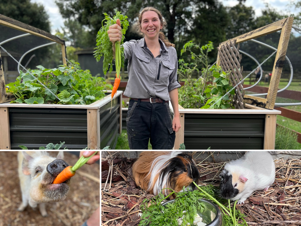 Farmyard_garden.png