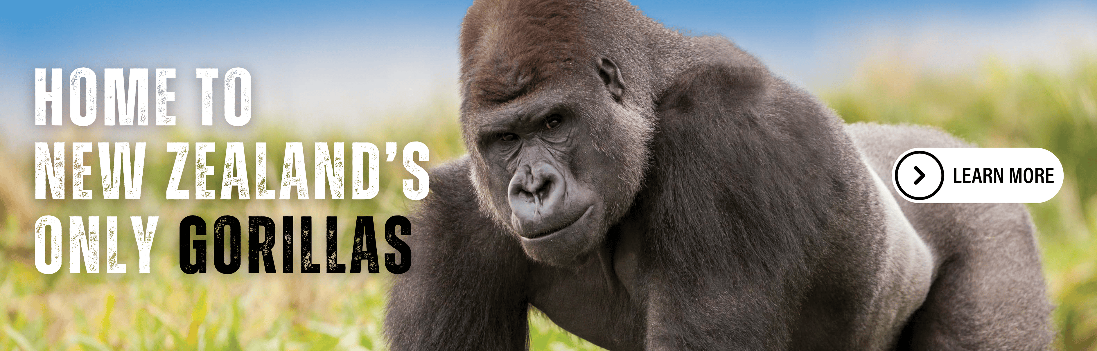 Gorillas_Web_Banner.png