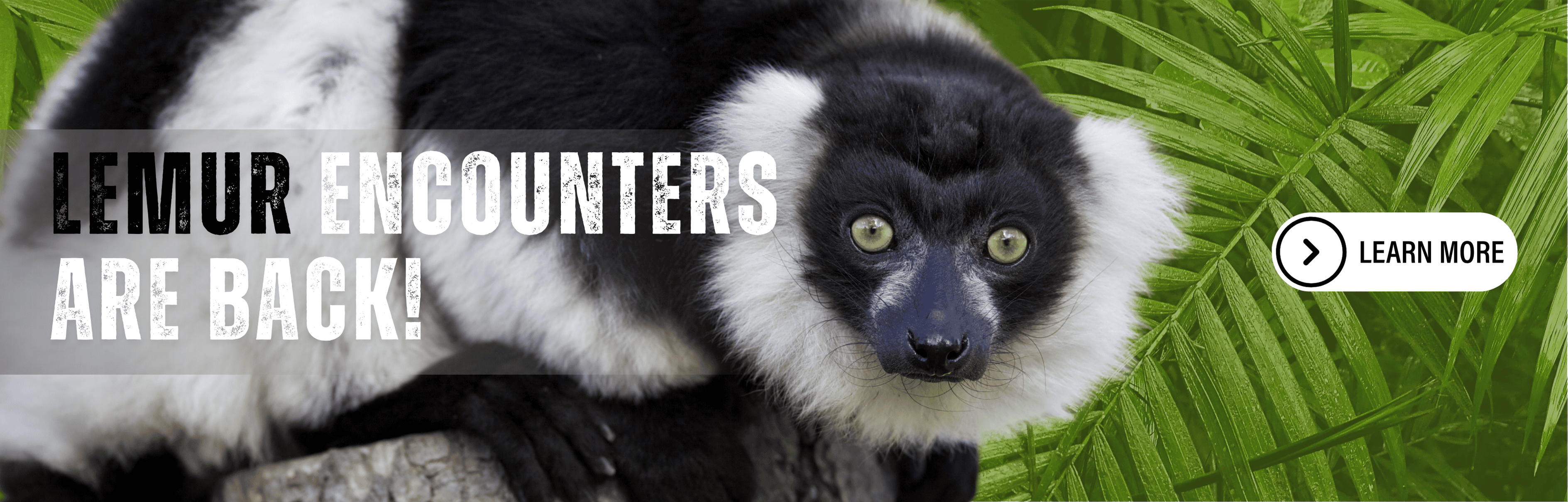 Lemur_Banner.png