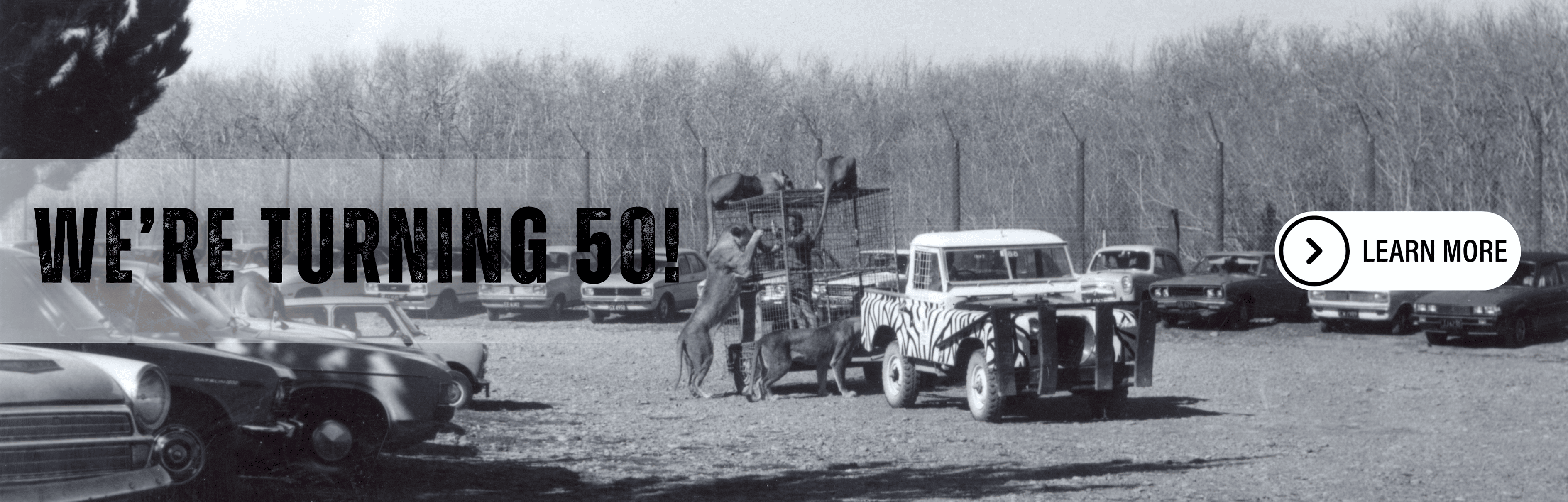 50th.png