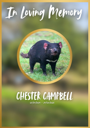 Chester_Campbell.jpg