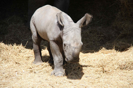 OWP_Rhino_Calf_2.jpg