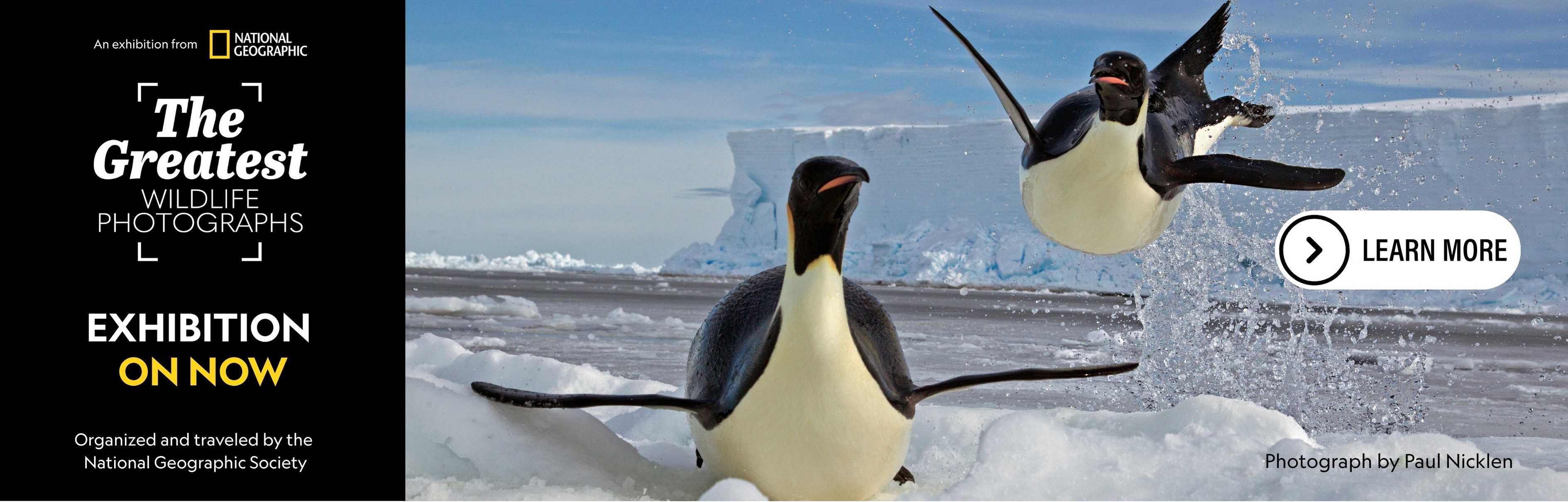 1._Web_Banner_-_Flying_Penguins.jpg